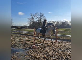Cavallo sportivo polacco, Giumenta, 10 Anni, 163 cm, Grigio