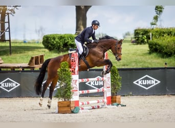 Cavallo sportivo polacco, Giumenta, 11 Anni, 167 cm, Baio ciliegia