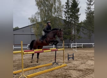 Cavallo sportivo polacco, Giumenta, 11 Anni, 167 cm, Baio ciliegia