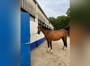 Cavallo sportivo polacco, Giumenta, 11 Anni, 170 cm, Baio