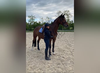 Cavallo sportivo polacco, Giumenta, 13 Anni, 165 cm, Baio