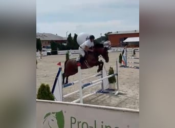 Cavallo sportivo polacco, Giumenta, 13 Anni, 165 cm, Baio