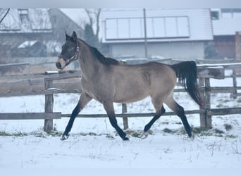 Cavallo sportivo polacco, Giumenta, 13 Anni, 167 cm, Pelle di daino