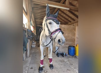 Cavallo sportivo polacco, Giumenta, 15 Anni, 150 cm, Grigio trotinato
