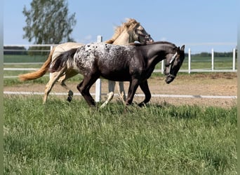 Cavallo sportivo polacco, Giumenta, 1 Anno, 160 cm, Leopard