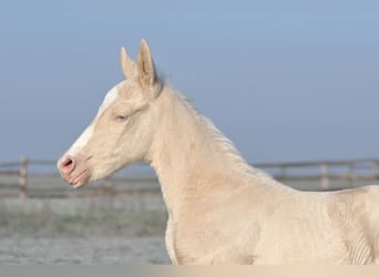 Cavallo sportivo polacco, Giumenta, 1 Anno, 165 cm, Cremello