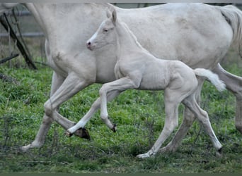 Cavallo sportivo polacco, Giumenta, 1 Anno, 165 cm, Cremello