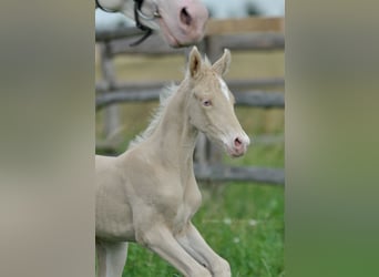 Cavallo sportivo polacco, Giumenta, 1 Anno, 166 cm, Cremello