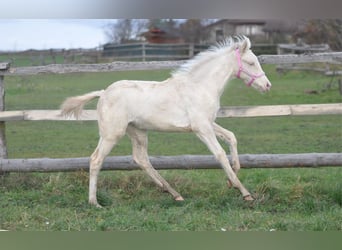 Cavallo sportivo polacco, Giumenta, 1 Anno, 166 cm, Cremello