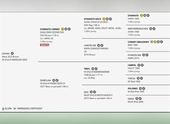 Cavallo sportivo polacco, Giumenta, 1 Anno, 175 cm, Baio