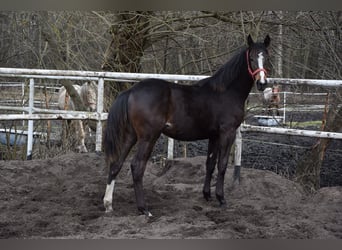 Cavallo sportivo polacco, Giumenta, 1 Anno, 175 cm, Baio