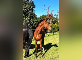 Cavallo sportivo polacco, Giumenta, 1 Anno