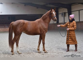 Cavallo sportivo polacco, Giumenta, 2 Anni, 163 cm, Sauro