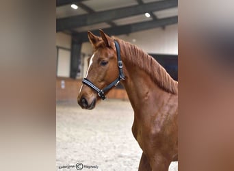 Cavallo sportivo polacco, Giumenta, 2 Anni, 163 cm, Sauro