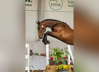 Cavallo sportivo polacco, Giumenta, 2 Anni, 170 cm, Baio