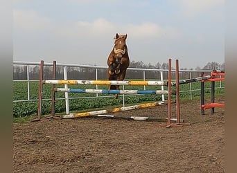 Cavallo sportivo polacco, Giumenta, 3 Anni, 148 cm, Sauro