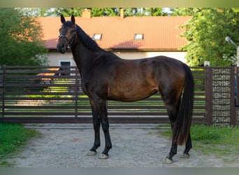 Cavallo sportivo polacco, Giumenta, 3 Anni, 164 cm, Baio scuro
