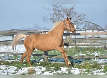 Cavallo sportivo polacco, Giumenta, 3 Anni, 164 cm, Palomino