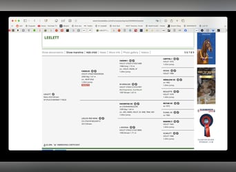 Cavallo sportivo polacco, Giumenta, 3 Anni, 169 cm, Baio ciliegia