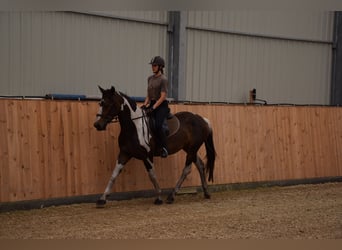 Cavallo sportivo polacco, Giumenta, 4 Anni, 157 cm, Pezzato