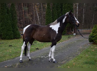 Cavallo sportivo polacco, Giumenta, 4 Anni, 157 cm, Pezzato