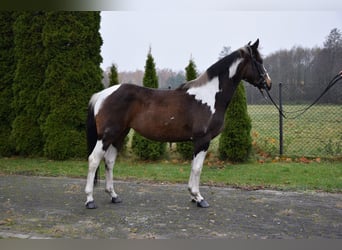 Cavallo sportivo polacco, Giumenta, 4 Anni, 157 cm, Pezzato