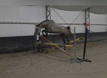 Cavallo sportivo polacco, Giumenta, 4 Anni, 160 cm, Grigio