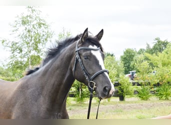 Cavallo sportivo polacco, Giumenta, 4 Anni, 162 cm, Baio nero