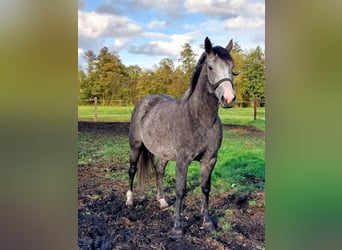 Cavallo sportivo polacco, Giumenta, 4 Anni, 163 cm, Grigio