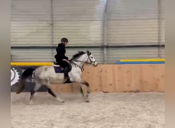 Cavallo sportivo polacco, Giumenta, 5 Anni, 158 cm, Grigio