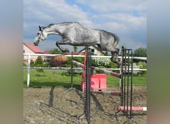 Cavallo sportivo polacco, Giumenta, 5 Anni, 165 cm, Baio scuro