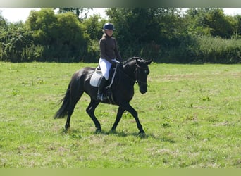 Cavallo sportivo polacco, Giumenta, 5 Anni, 165 cm, Morello
