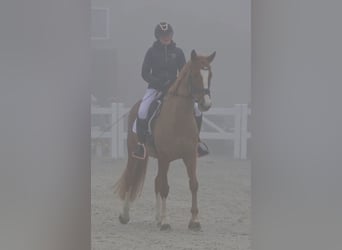 Cavallo sportivo polacco, Giumenta, 5 Anni, 166 cm, Sauro