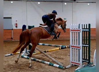 Cavallo sportivo polacco, Giumenta, 6 Anni, 166 cm, Sauro