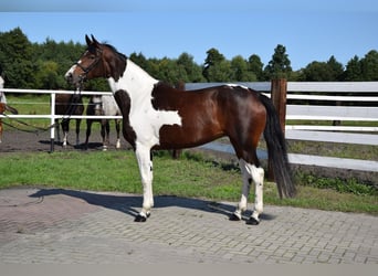 Cavallo sportivo polacco, Giumenta, 6 Anni, 167 cm, Pezzato