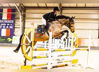 Cavallo sportivo polacco, Giumenta, 6 Anni, 168 cm, Baio
