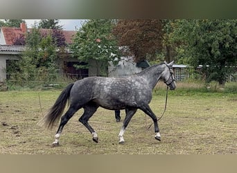 Cavallo sportivo polacco, Giumenta, 6 Anni, 168 cm, Grigio