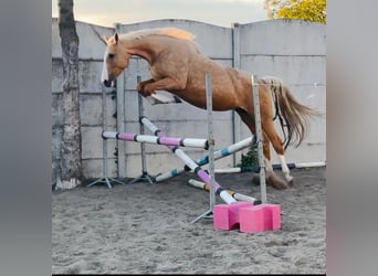Cavallo sportivo polacco, Giumenta, 6 Anni, 168 cm, Palomino
