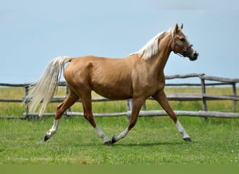 Cavallo sportivo polacco, Giumenta, 6 Anni, 168 cm, Palomino