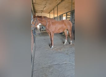 Cavallo sportivo polacco, Giumenta, 7 Anni, 162 cm, Sauro