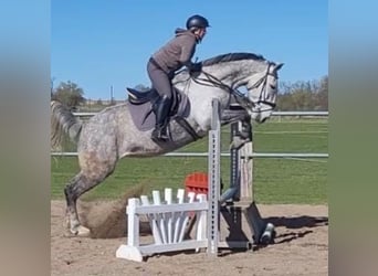 Cavallo sportivo polacco, Giumenta, 7 Anni, 170 cm, Grigio