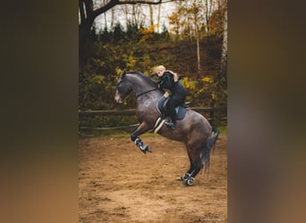 Cavallo sportivo polacco, Giumenta, 7 Anni, 178 cm, Leopard