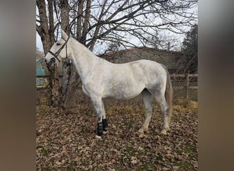 Cavallo sportivo polacco, Giumenta, 8 Anni, 170 cm, Grigio