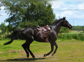 Cavallo sportivo polacco, Giumenta, 8 Anni, 170 cm, Morello