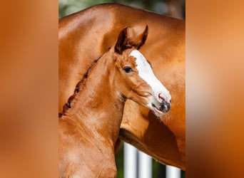 Cavallo sportivo polacco, Giumenta, Puledri (05/2026), Sauro scuro