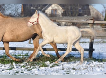Cavallo sportivo polacco, Stallone, 1 Anno, 167 cm, Cremello