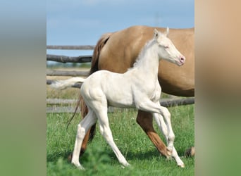 Cavallo sportivo polacco, Stallone, 1 Anno, 167 cm, Cremello