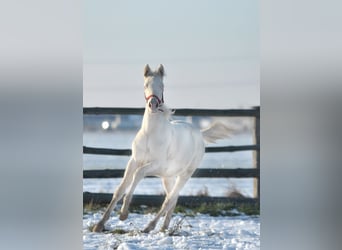 Cavallo sportivo polacco, Stallone, 1 Anno, 167 cm, Cremello