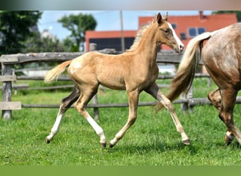 Cavallo sportivo polacco, Stallone, 1 Anno, 167 cm, Palomino