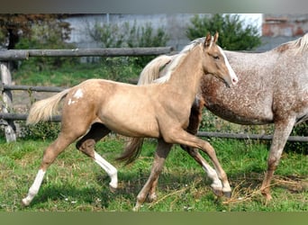 Cavallo sportivo polacco, Stallone, 1 Anno, 167 cm, Palomino